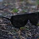 Sport-Sonnenbrille Tripoint Reschen - Matt Black Smoke /w Blue Multi Cat.3